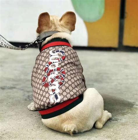 gucci chien video|Gucci dog accessories.